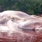 Resuelto-el-enigma-de-la-EXTRAÑA-criatura-de-Indonesia,-de-más-de-15-metros