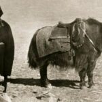 Alexandra David Néel