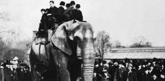 La historia real de Dumbo