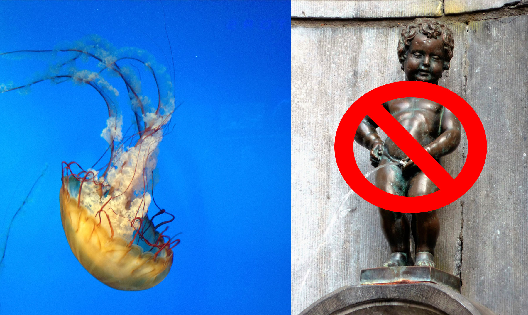 Resultado de imagen para medusa orina