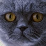 Gatos de diseñador, las más exclusivas y polémicas razas de felinos