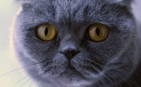 Gatos de diseñador, las más exclusivas y polémicas razas de felinos Gatos de diseñador, las más exclusivas y polémicas razas de felinos
