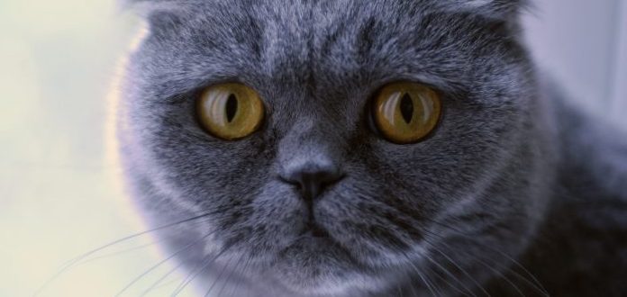 Gatos de diseñador, las más exclusivas y polémicas razas de felinos