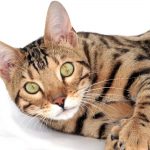 Gatos de diseñador, las más exclusivas y polémicas razas de felinos1