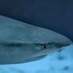 Lo que nos creímos sobre los tiburones y NO es cierto