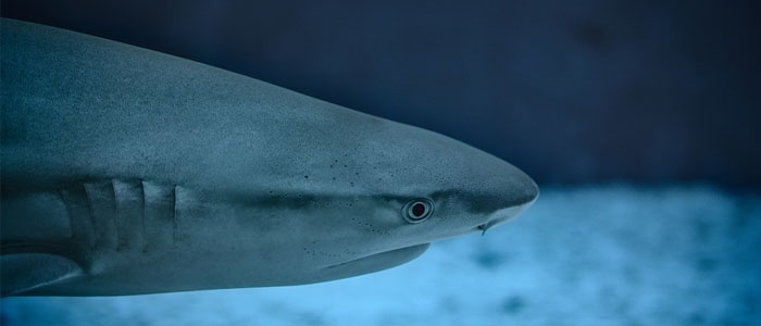 Lo que nos creímos sobre los tiburones y NO es cierto