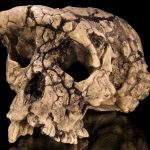 Los sorprendentes huesos de homo sapiens más antiguos jamás hallados