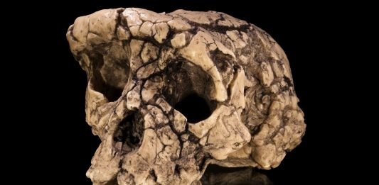 Los sorprendentes huesos de homo sapiens más antiguos jamás hallados