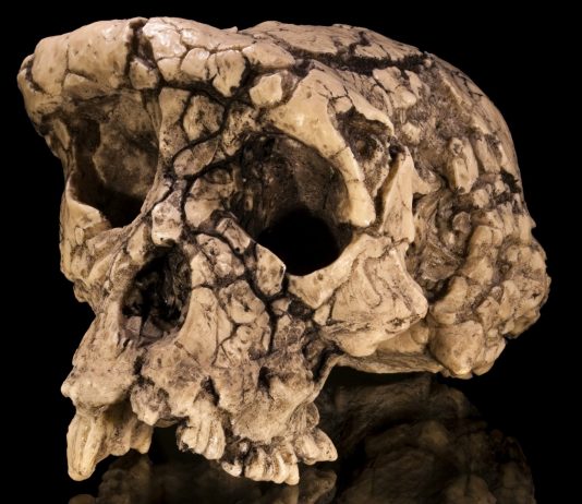 Los sorprendentes huesos de homo sapiens más antiguos jamás hallados Los sorprendentes huesos de homo sapiens más antiguos jamás hallados