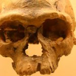 Los sorprendentes huesos de homo sapiens más antiguos jamás hallados