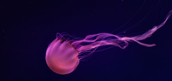 Qué no hacer si te pica una medusa
