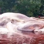 Resuelto-el-enigma-de-la-EXTRAÑA-criatura-de-Indonesia,-de-más-de-15-metros