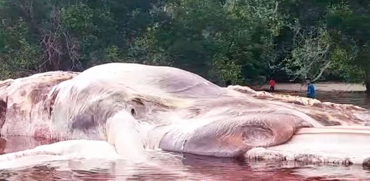 Resuelto el enigma de la EXTRAÑA criatura de Indonesia, de más de 15 metros