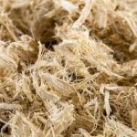 La corteza de olmo, un abortivo histórico y sus peligros