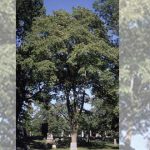 La corteza de olmo, un abortivo histórico y sus peligros