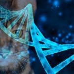 adn gatos de diseñador