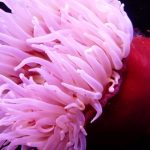 anémona, venenos de animales