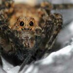 aracnofobia