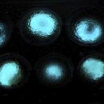 bacteria luminiscente