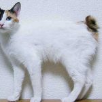 La leyenda de los Bakeneko, los temibles gatos de Japón