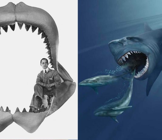 El misterio de la extinción del Megalodón, ¿resuelto? Hay una respuesta El misterio de la extinción del Megalodón, ¿resuelto? Hay una respuesta