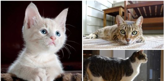 5 rasgos muy humanos que observamos en los gatos 5 rasgos muy humanos que observamos en los gatos