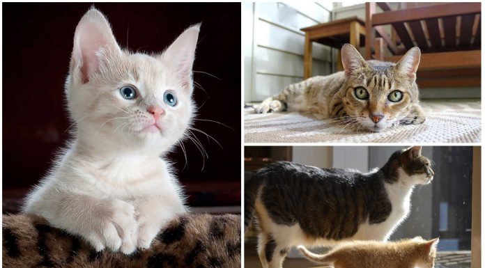 5 rasgos muy humanos que observamos en los gatos