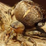 Las 10 Fobias más comunes. ¿Padeces alguna?