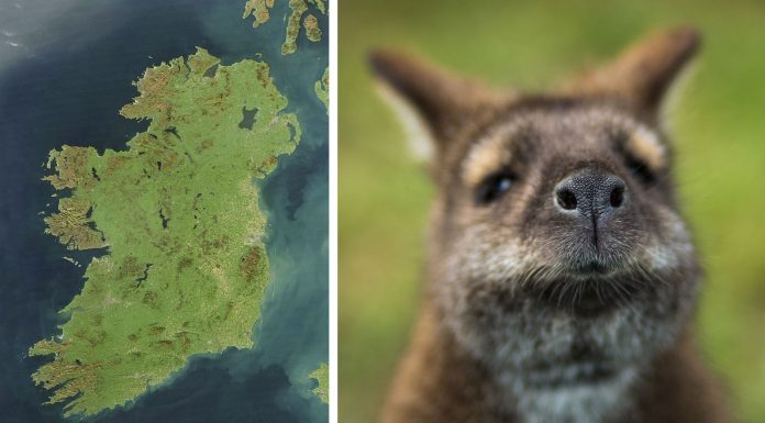 El misterio de la isla irlandesa habitada por canguros 1