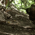 kakapo