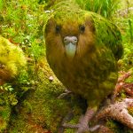 Este animal parece salido de una novela fantástica. ¿Conoces al Kakapo