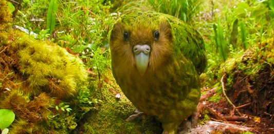 Este animal parece salido de una novela fantástica. ¿Conoces al Kakapo
