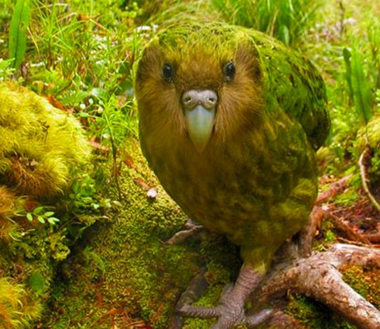 Este animal parece salido de una novela fantástica. ¿Conoces al Kakapo? Este animal parece salido de una novela fantástica. ¿Conoces al Kakapo