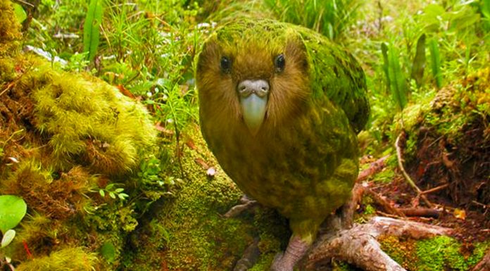 Este animal parece salido de una novela fantástica. ¿Conoces al Kakapo