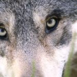 lobo, eclipses en la antigüedad, nórdico