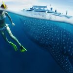 Lo que nos creímos sobre los tiburones y NO es cierto