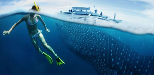 Lo que nos creímos sobre los tiburones y NO es cierto