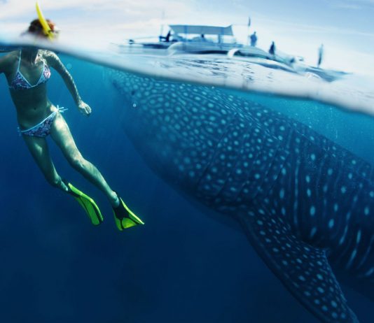 Lo que nos creímos sobre los tiburones y NO es cierto