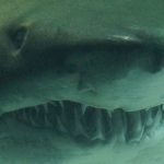 mitos sobre los tiburones dientes