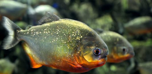 Todo lo que debes saber sobre las pirañas (2)