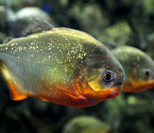 Todo lo que debes saber sobre las pirañas (2)