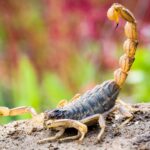 venenos de animales que curan