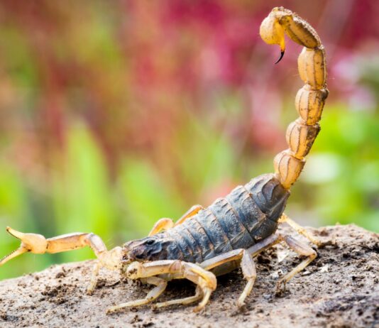 5 venenos de animales que curan | Antídotos que pueden matar y salvar