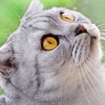 scottish fold, foto gatos de diseñador