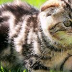 scottish fold, gatos de diseñador