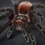 tarántula