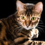 toyger gatos de diseñador