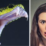 Venenos de animales que curan