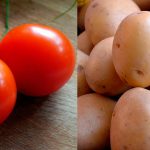 TomTato-la-planta-que-produces-tomates-y-patatas