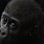 6 Curiosidades de Congo que no dejarán indiferente 3